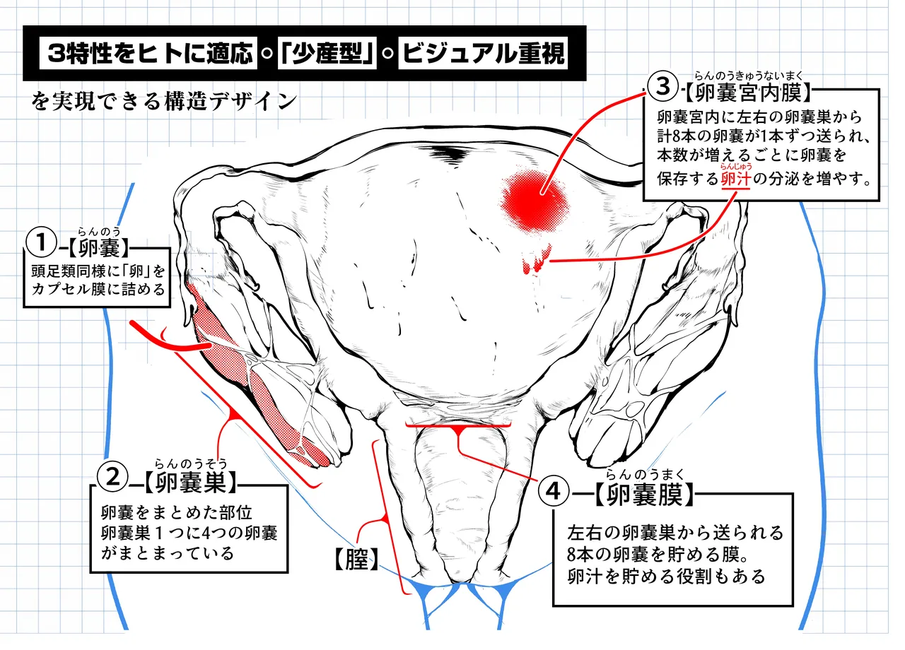 頭足種族の子宮構造について―アークナイツ生理・生殖化学― page 4 full