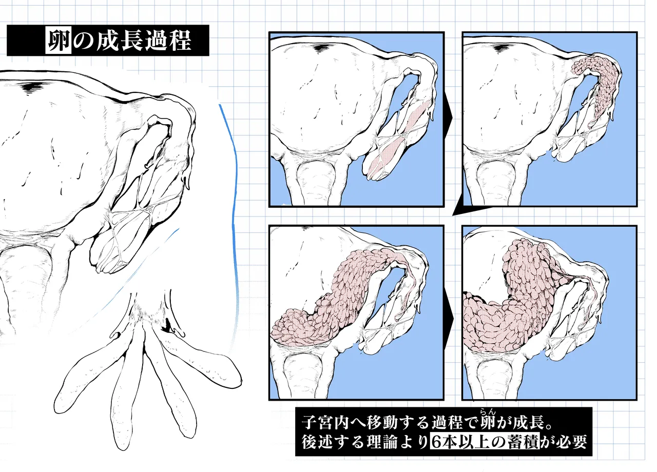 頭足種族の子宮構造について―アークナイツ生理・生殖化学― page 5 full