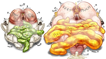 ansaln cover