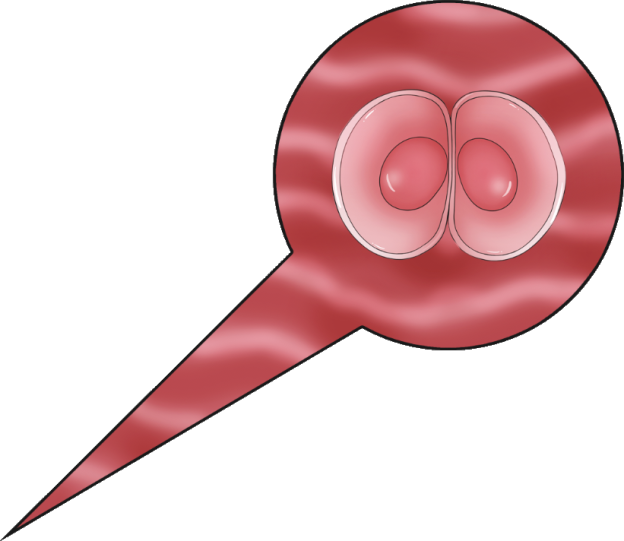 Female Fertilization Templates page 7 full