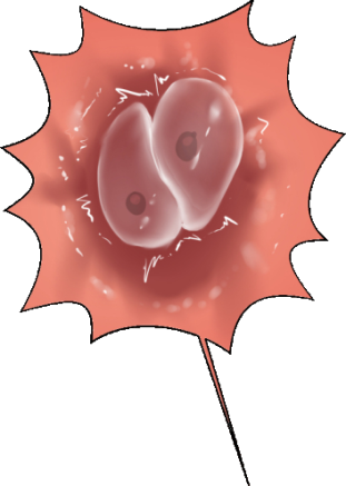 Female Fertilization Templates page 8 full
