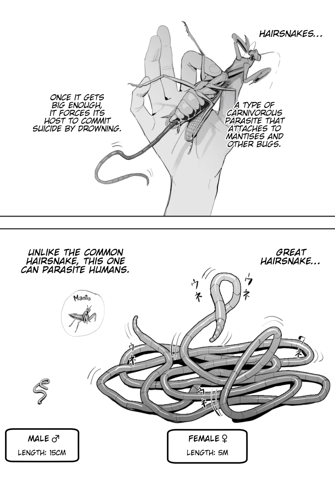 Oohariganemushi No Seitai | The Great Hairsnake page 1 full
