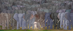 Elephant gangbang