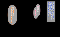 Mesugaki Shimai ni Yararemakuri Natsuyasumi! 2