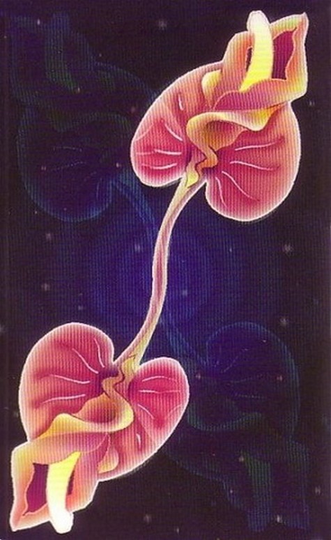 Old Cards Sets - Tarot Erotica page 1 full
