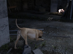 欲求不满人妻李梦珍 深夜露出 - 狗子篇