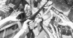 白濁のクリスマス